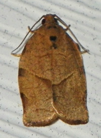 Oblique-banded Tortrix